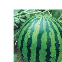 西瓜食疗作用和西瓜菜肴