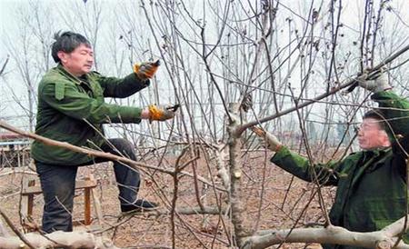 苹果树疏枝时间 疏枝方法