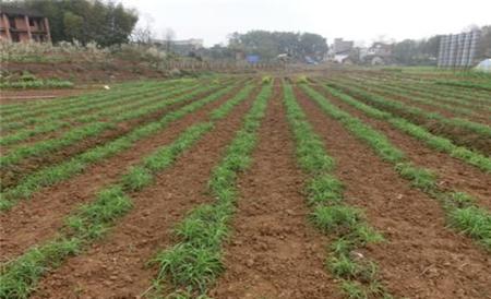 黄花菜田间管理技术