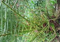 海枣种植技巧 海枣种子的处理与播种