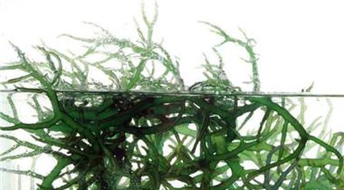 海水含盐量是多少