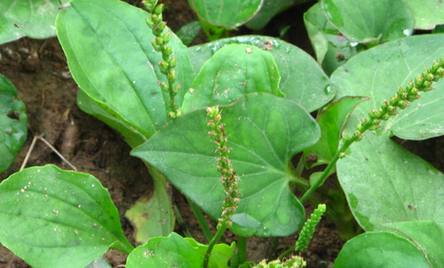 哪些野菜能治癌症 可以治癌症的野菜