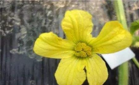 西瓜花粉少原因及防治措施