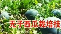 无籽西瓜栽培技术