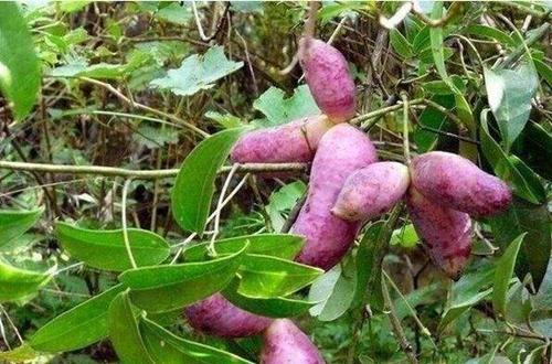 紫皮香蕉怎么吃好吃 紫皮香蕉的功效与作用