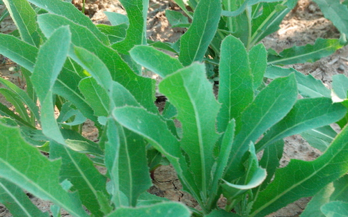 哪些野菜能治病