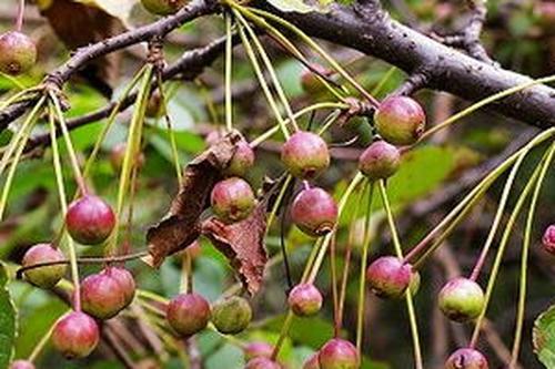 山荆子简介