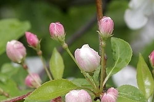 山荆子种植方法