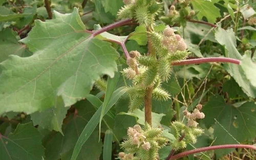 哪些野菜不能吃 有毒的野菜介绍