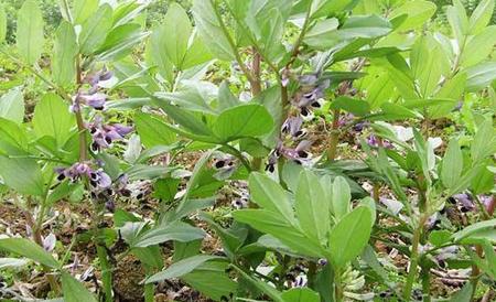 蚕豆不结荚防治措施