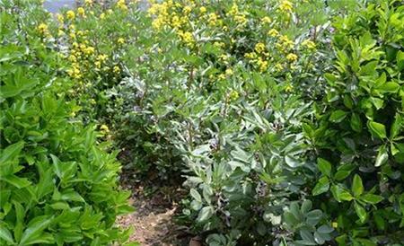 蚕豆不结荚防治措施