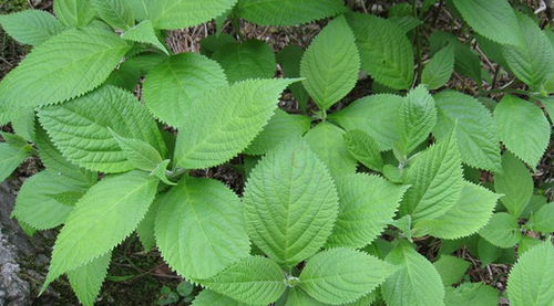 野菜香茶菜的功效与作用