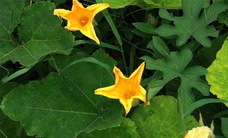 开花