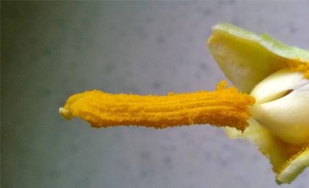 花柱