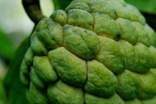 番龙眼简介