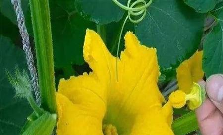 授粉