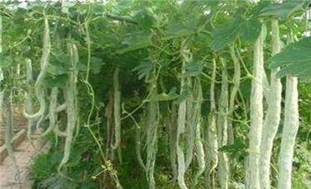蛇瓜种植注意事项