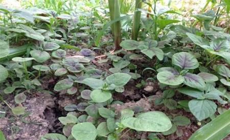 苋菜 种植技术 高产种植