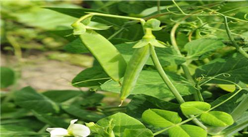 煮熟的毛豆可以冷冻吗