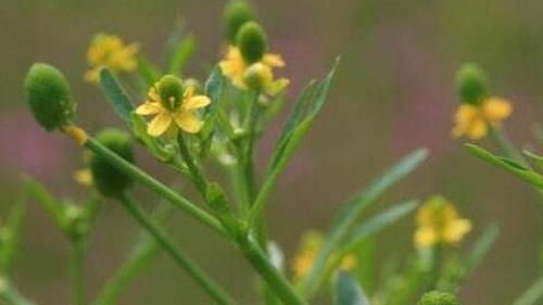 石龙芮的功效与作用 石龙芮能吃吗