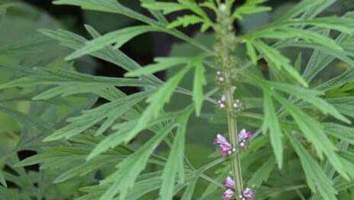 益母草的功效与作用及药用价值