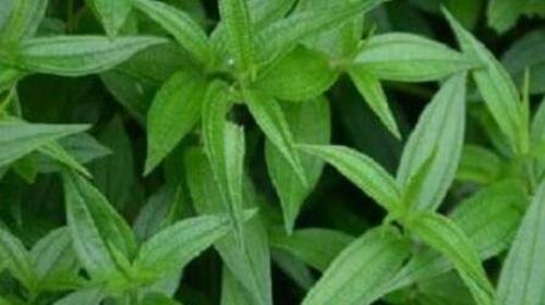 糯米藤的功效与作用 糯米藤的药用功效