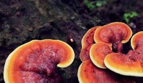灵芝可以直接泡水喝吗 长期喝灵芝水的好处