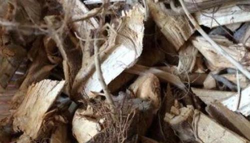 黄皮树根的功效和作用