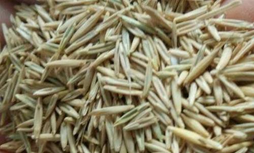 草籽的功效与作用 草籽的药用价值