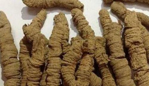 盐巴戟天的功效与作用及药用价值
