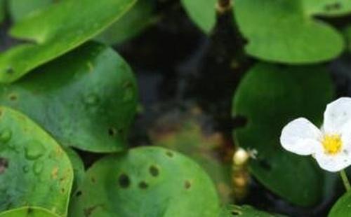 水鳖草怎么养殖 水鳖草的功效与作用