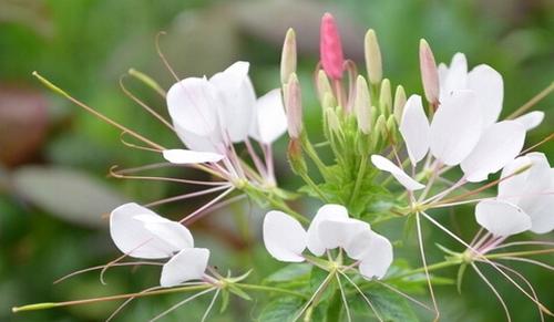 白花菜有什么作用 白花菜的功效与作用