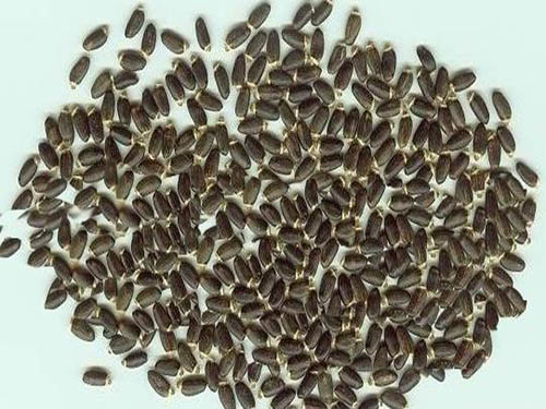 水飞蓟的功效与作用及副作用