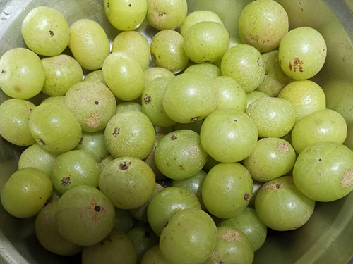 代代花油柑茶真的能减肥吗 代代花油柑茶适宜人群
