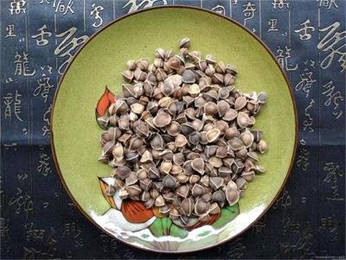 辣木籽伤肝还是护???