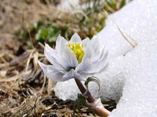 雪莲???