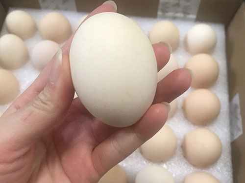 鸡蛋过敏可以打麻风疫苗吗 鸡蛋过敏打麻风疫苗要注意什么