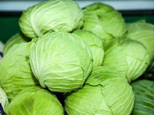 卷心菜和包菜的区???