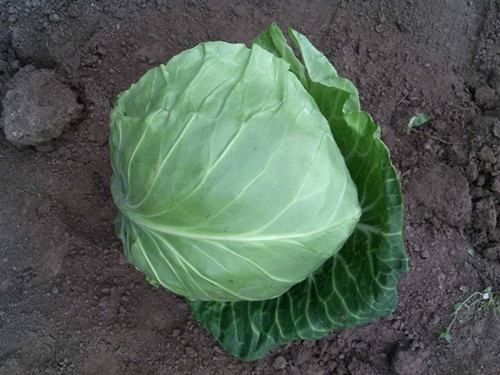 甘蓝包菜