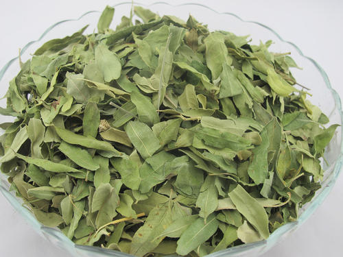 麻叶荨麻的功效与作用