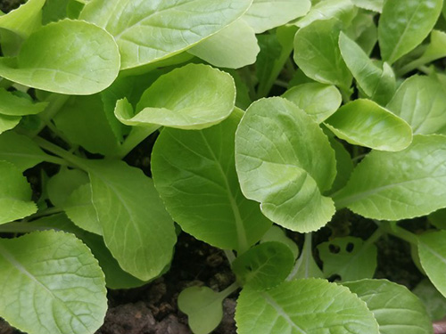 茼蒿菜上火吗 痛风病人能吃茼蒿菜吗