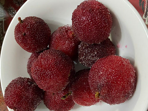 烧酒杨梅的功效与作用