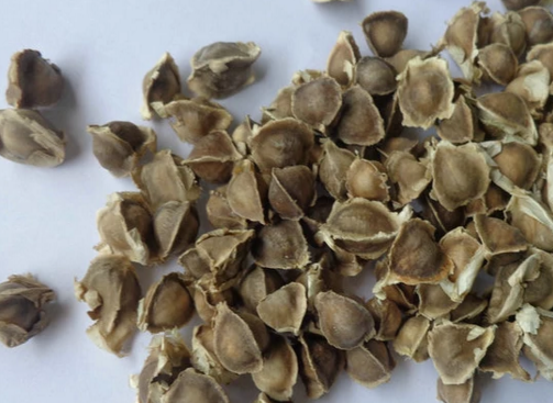 辣木籽功效和食用方法