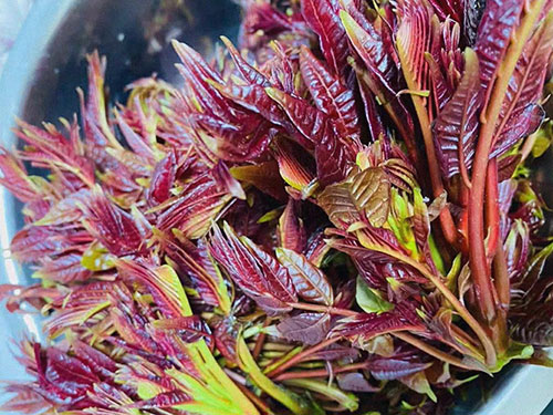 香椿菜的家常菜做法 香椿菜不能与什么一起吃
