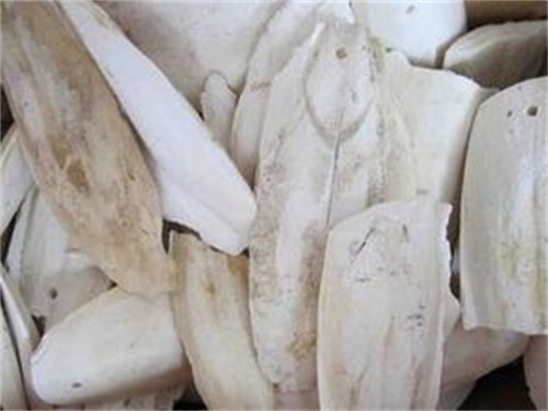 墨鱼骨头有什么用???