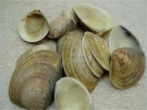 海蛤壳的功效与作???