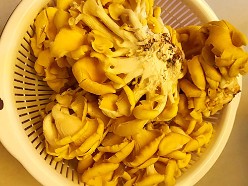 黄丝菌怎么吃