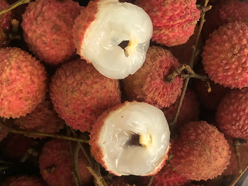 荔枝菌和荔枝有什么关系 荔枝菌和松茸哪个好