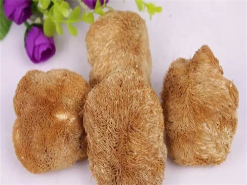 猴头菌提取物颗粒的功效与作用