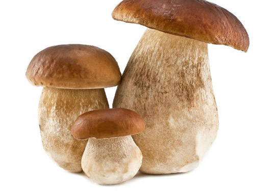 牛肝菌的做法